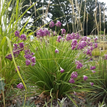 Zier-Lauch (Allium mairei var. amabile)