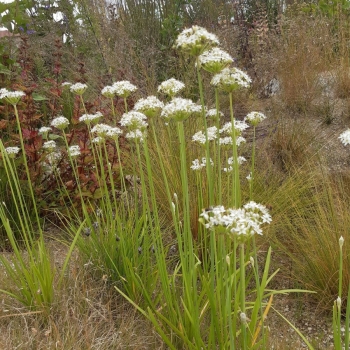Schnitt-Knoblauch (Allium tuberosum)
