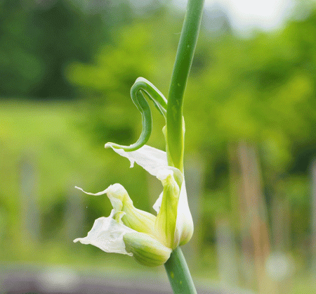 Etagen-Zwiebel, Luft-Zwiebel (Allium x proliferum)
