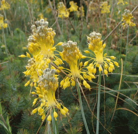 Gold-Lauch (Allium flavum)