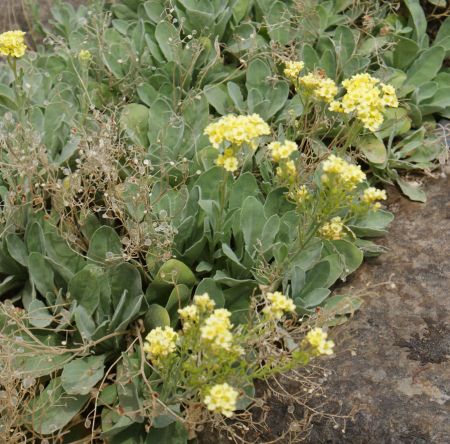 Felsen-Steinkraut Sulphureum (Alyssum saxatile Sulphureum)