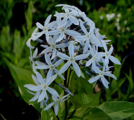 Röhrenstern, Blausternbusch (Amsonia tabernaemontana)