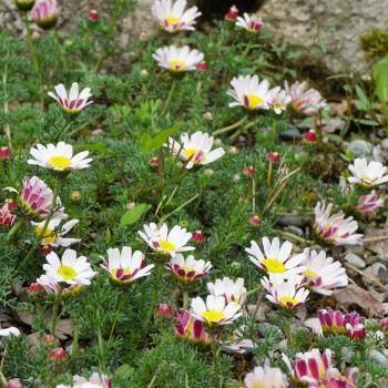 Ringblume, Marokkokamille (Anacyclus depressus Silberkissen)