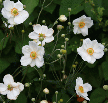 Herbst-Anemone Honorine Jobert (Anemone japonica Honorine Jobert)