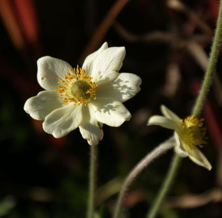 Anemone (Anemone multifida var. magellanica)