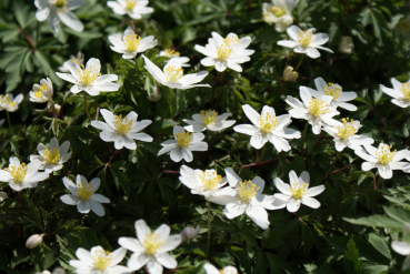 Buschwindröschen (Anemonoides nemorosa; syn. Anemone nemorosa)