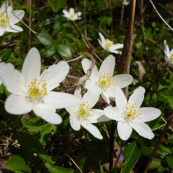 Buschwindröschen (Anemonoides nemorosa; syn. Anemone nemorosa)