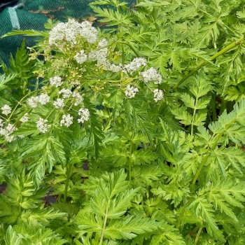 Wiesen-Kerbel (Anthriscus sylvestris)