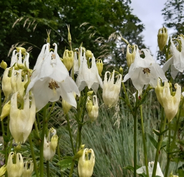 Gewöhnliche Akelei Alba (Aquilegia vulgaris Alba)