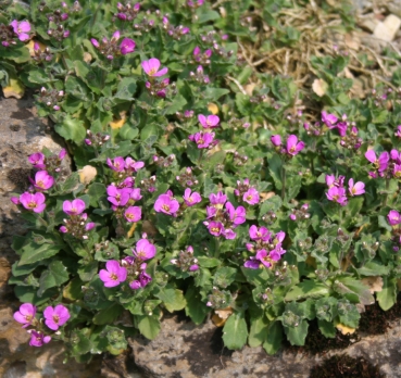 Preview: Arabis caucasica Hedi (Gänsekresse)
