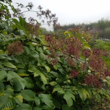 Staudenaralie (Aralia californica)