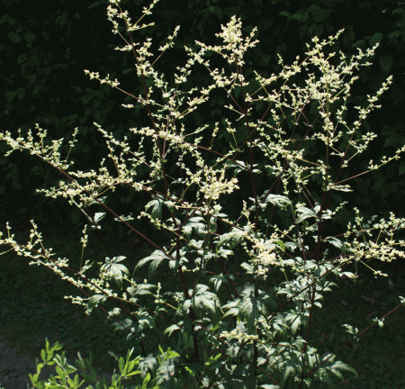 Elfenraute Guizho (Artemisia lactiflora Guizho)