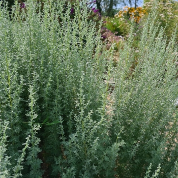 Römischer Wermut (Artemisia pontica)