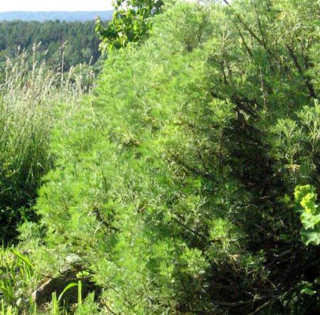 Wohlriechende Eberraute (Artemisia procera)