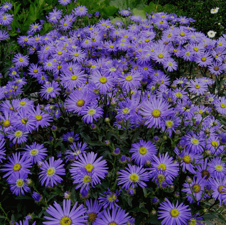 Berg-Aster Sternkugel (Aster amellus Sternkugel)