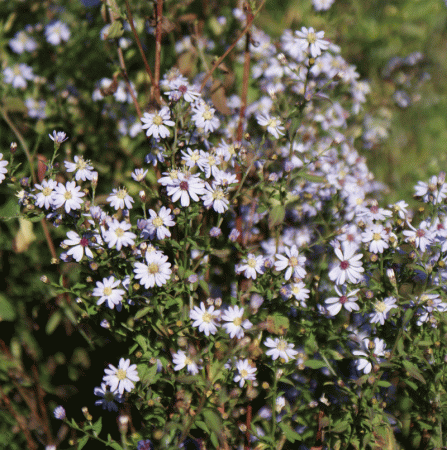 Herzblatt-Aster Ideal (Aster cordifolius Ideal)