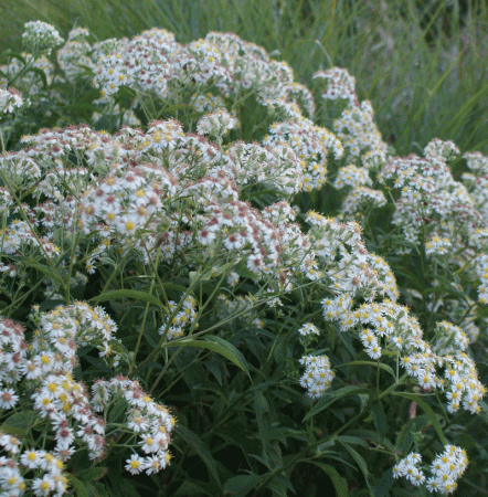 Kleinblütige Herbstaster Aglenii (Aster glenii Aglenii)