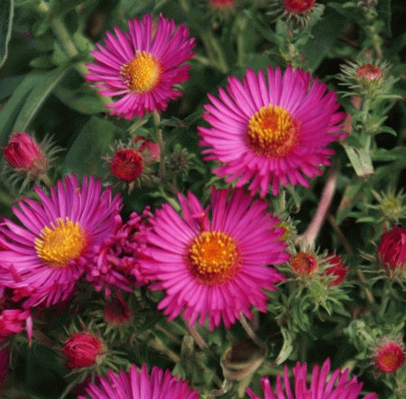 Raublatt-Aster Andenken an Alma Pötschke (Symphyotrichum novae-angliae; syn. Aster novae-angliae Andenken an Alma Pötschke)