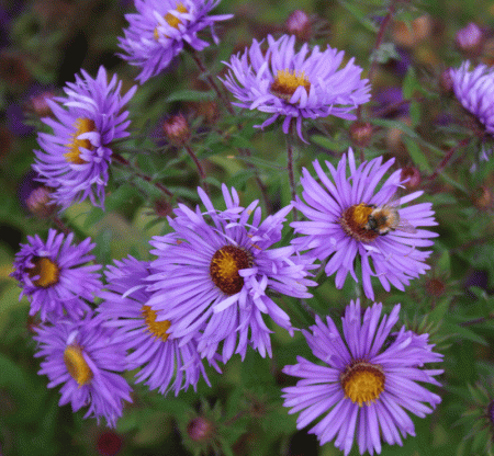 Raublatt-Aster Barrs Blue (Symphyotrichum novae-angliae; syn. Aster novae-angliae Barrs Blue)