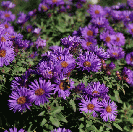 Raublatt-Aster Purple Dome (Symphyotrichum novae-angliae syn. Aster novae-angliae Purple Dome)