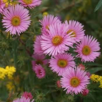 Raublatt-Aster Rosa Sieger (Symphyotrichum novae-angliae; syn. Aster novae-angliae Rosa Sieger)