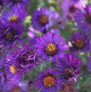 Raublatt-Aster Marina Wolkonsky (Symphyotrichum novae-angliae; syn. Aster novae-angliae Marina Wolkonsky)