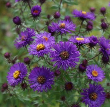 Aster novae-angliae Violett Wave