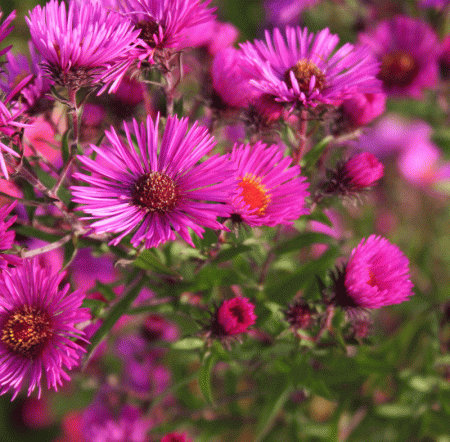 Raublatt-Aster (Symphyotrichum novae-angliae; syn. Aster novae-angliae Andenken an Paul Gerber)
