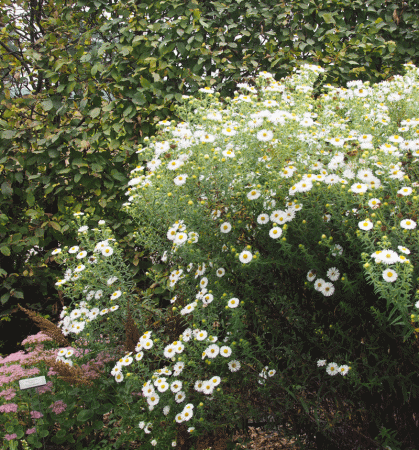 Raublatt-Aster Herbstschnee (Symphyotrichum novae-angliae; syn. Aster novae-angliae Herbstschnee)