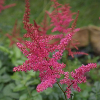 Prachtspiere Lilli Goos (Astilbe arendsii Lilli Goos)