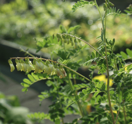 Chinesischer Tragant (Astragalus mongolicus, Astragalus membranaceus)