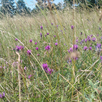 Preview: Esparsetten-Tragant (Astragalus onobrychis)