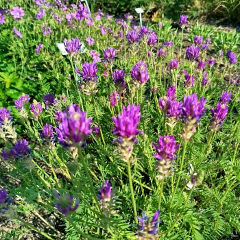 Esparsetten-Tragant (Astragalus onobrychis)
