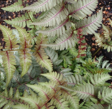 Japanischer Regenbogenfarn Silver Falls (Athyrium niponicum Silver Falls)