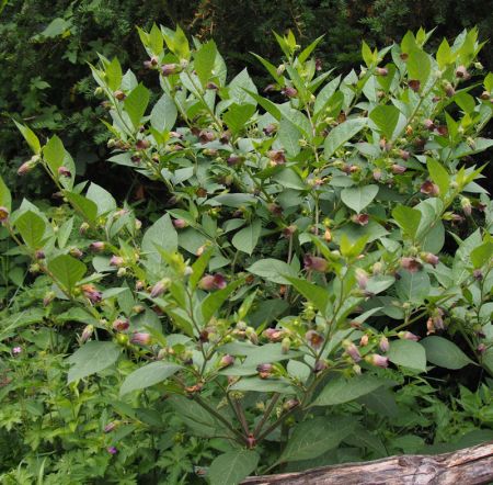 Atropa belladonna (Tollkirsche)