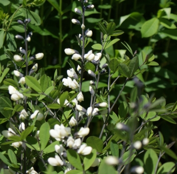 Weiße Färberhülse, Weiße Indigo-Lupine (Baptisia pendula B. alba ssp. alba)