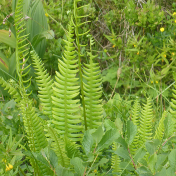 Preview: Rippenfarn (Blechnum spicant)