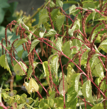 Scheinbrennessel (Boehmeria tricuspis)