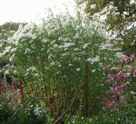 Sternwolken-Aster Snowbank (Boltonia asteroides Snowbank)