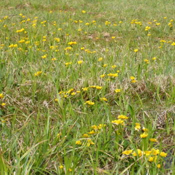 Preview: Sumpf-Dotterblume (Caltha palustris)