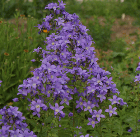 Dolden-Glockenblume Superba (Campanula lactiflora Superba)