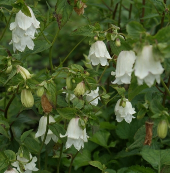Punktierte Glockenblume Wedding Bells (Campanula punctata)