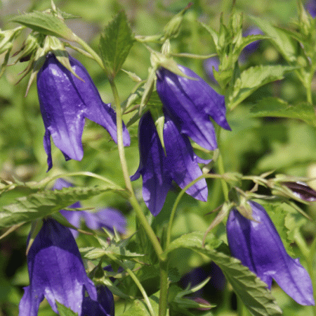 Punktierte Glockenblume Kent Belle (Campanula punctata)