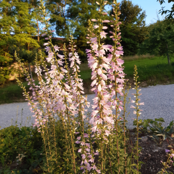 Filz-Glockenblume, Bologneser Glockenblume (Campanula bononiensis)