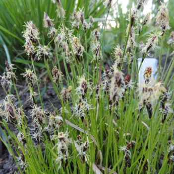 Berg-Segge (Carex montana)