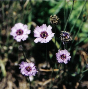 Rasselblume (Catananche caerulea)