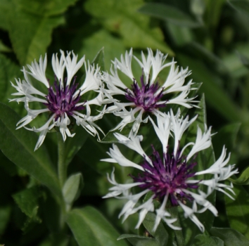 Centaurea montana Purple Heart
