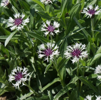 Preview: Centaurea montana Purple Heart