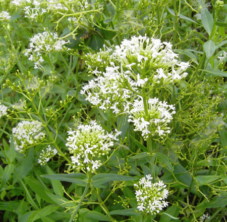 Weiße Spornblume Albus (Centranthus ruber Albus)
