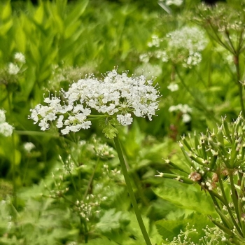 Gebirgs-Kälberkropf (Chaerophyllum hirsutum)